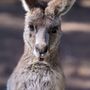 Photo of Birdland Animal Park