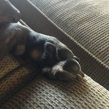 Draper City Dog Park - Each paw has one toe where the skin rubbed off from playing in the large doge area - Dog Parks Near Me - Draper, Utah