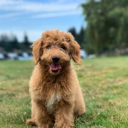 ADoodleDog
