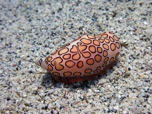Culebra Divers by null