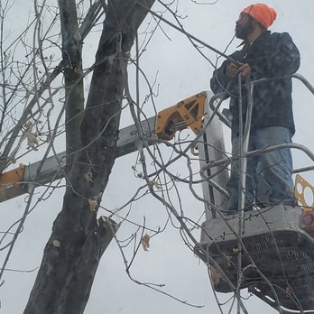 Triple A Tree Care And Landscaping - a man on a cherry picker - Tree Services Near Me Triple A Tree Care And Landscaping - a man on a cherry picker - Tree Services Near Me