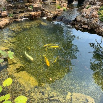 Aqua Pazzo - PondScape 1st year fish introduced - Italian Near Me - Youngstown, Ohio Aqua Pazzo - PondScape 1st year fish introduced - Italian Near Me - Youngstown, Ohio
