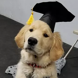 MasterPeace Dog Training - Untitled