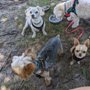 Photo of Evesham Dog Park