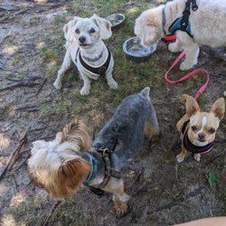 Evesham Dog Park