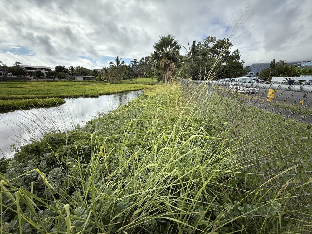 Oahu Land Management - tree service in Honolulu, HI