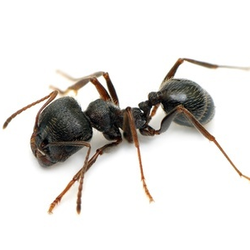 Amherst Exterminators
