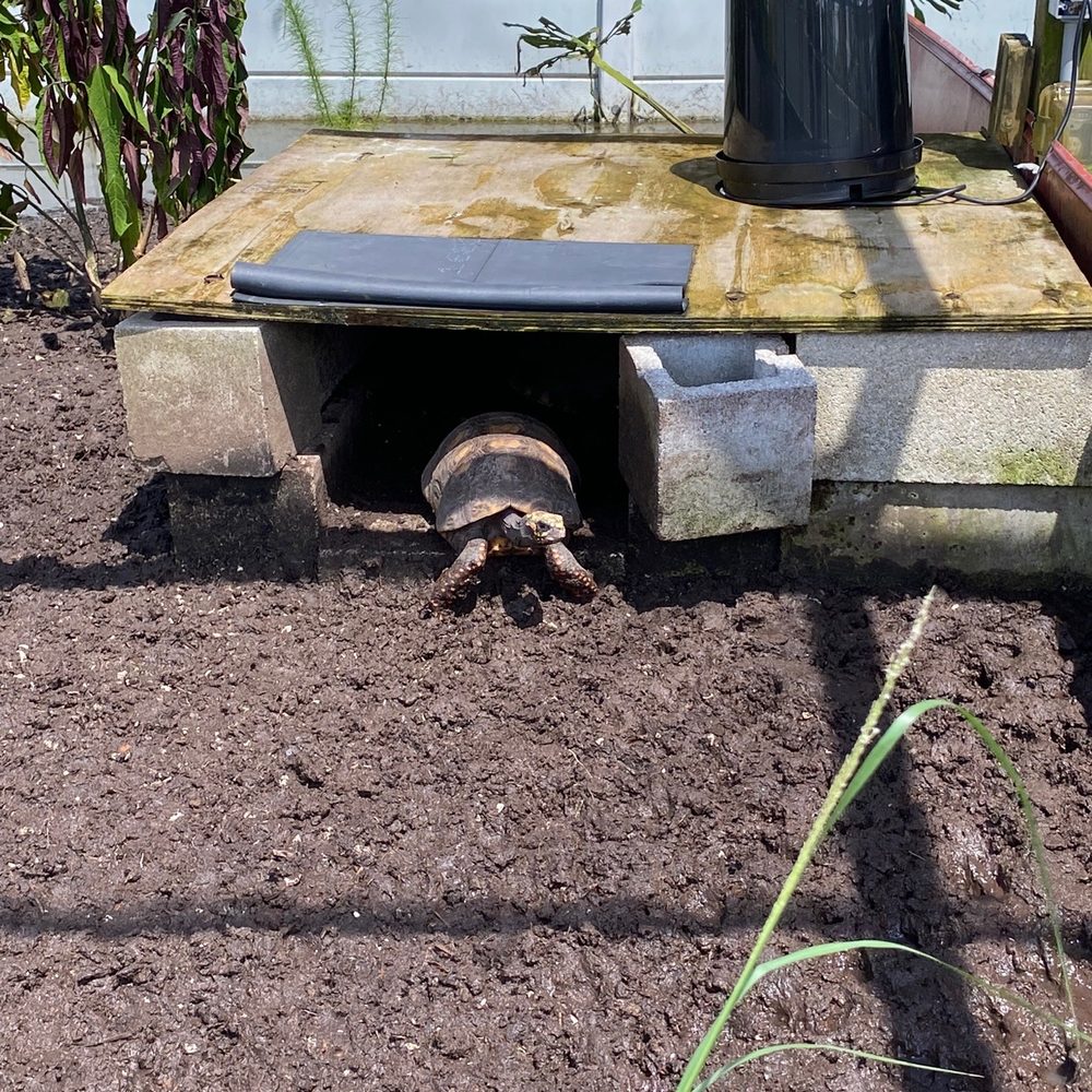 Iguanaland - Tortoise - Zoos Near Me - Punta Gorda, Florida