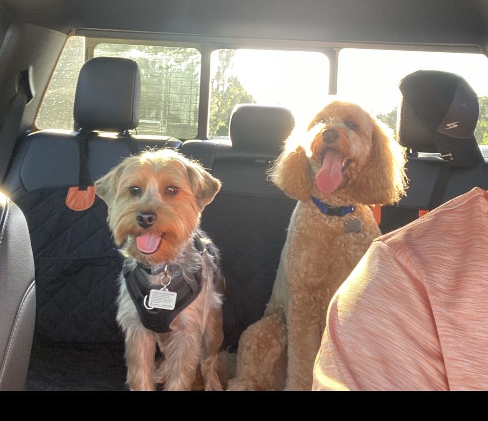 DOGTOPIA OMAHAMILLARD Updated October 2024 18920 Edna St, Omaha