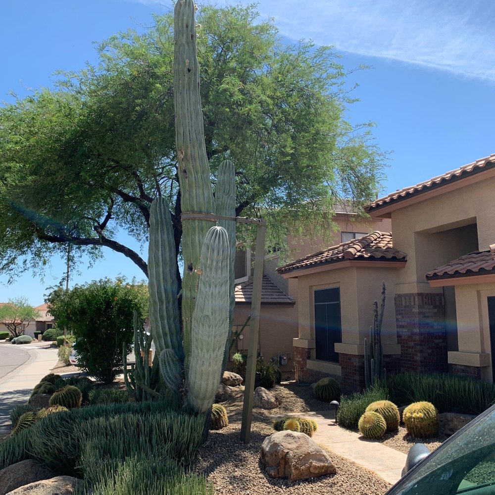 AZ Cactus Experts - They painted the poles and the strap so you barely see it, and mounted it close to the cactus. - Landscaping Near Me AZ Cactus Experts - They painted the poles and the strap so you barely see it, and mounted it close to the cactus. - Landscaping Near Me