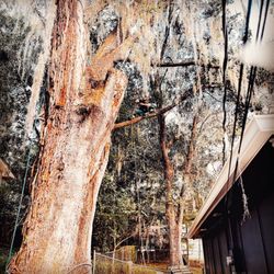 Haire Tree Care - Limb walk