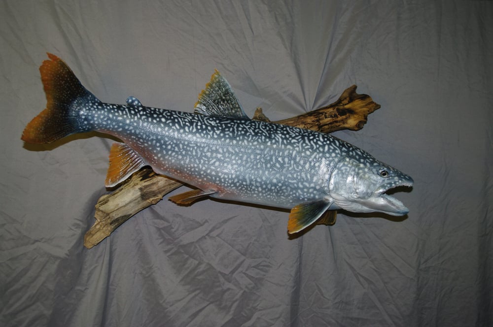 Shiloh Taxidermy - taxidermy in Centennial, CO