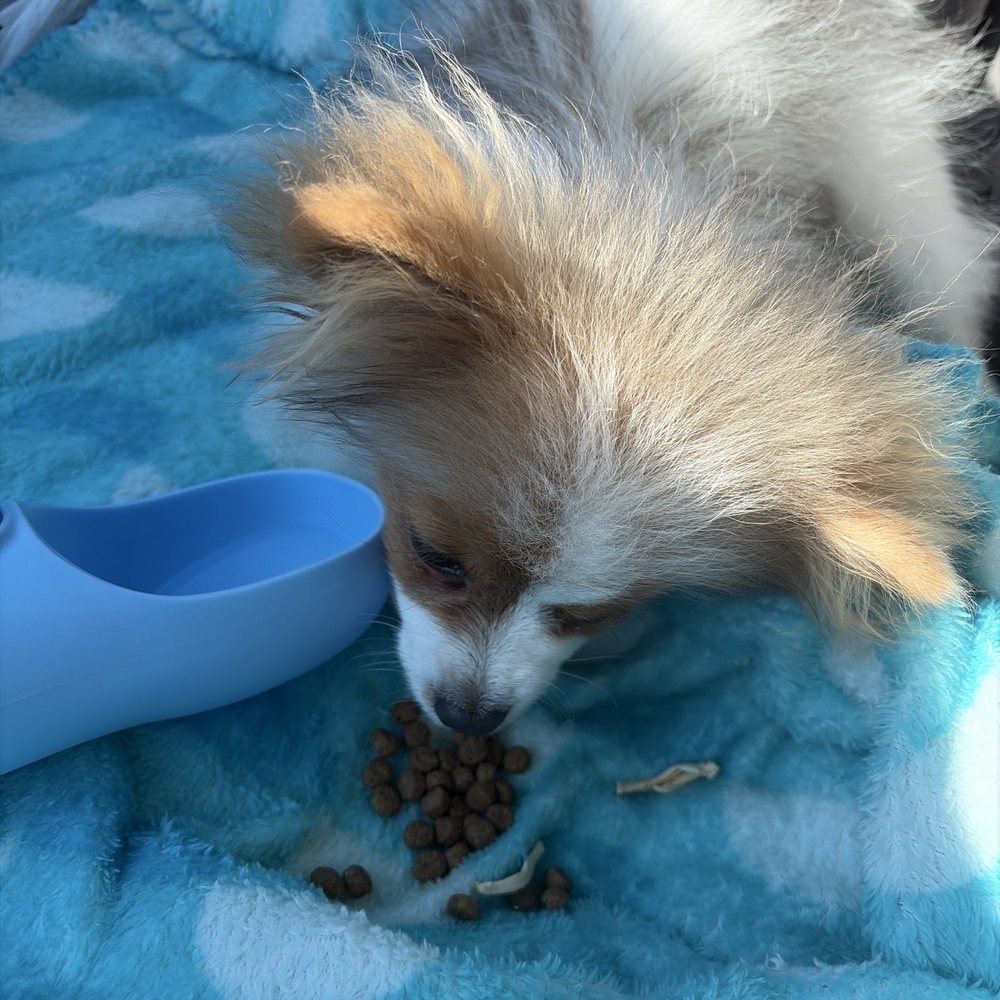 Nashville Pet Products - Juan Wayne loving his new food! - Pet Stores Near Me - Franklin, Tennessee