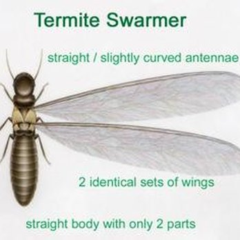 Associated Exterminators - Subterranean Termite Treatment - Pest Control Near Me - Orange, California Associated Exterminators - Subterranean Termite Treatment - Pest Control Near Me - Orange, California