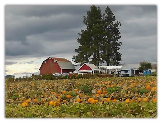 Blooming Junction Garden Center and Farm Market by null