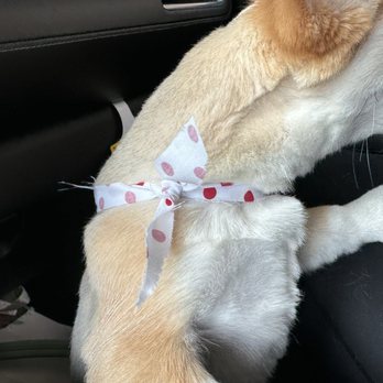 Splash Doggie - Pet Groomers Near Me - Burbank, California