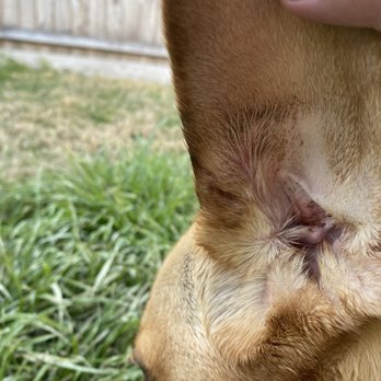 Camp Bow Wow - Underside of ear where he was bitten and bleeding - Pet Groomers Near Me - Mckinney, Texas