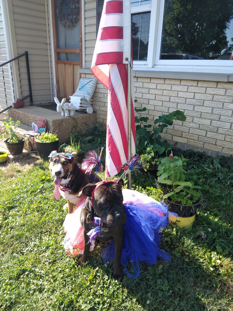 VANY’S PAWS Updated September 2024 Marshfield, Missouri Dog
