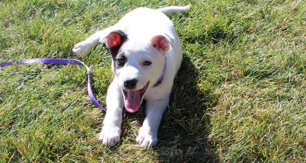 Lifeline Puppy Rescue by null