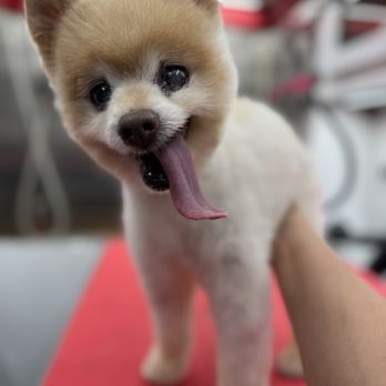 NeliPet - Linus after his groom with Miss Neli - Pet Groomers Near Me - Aliso Viejo, California NeliPet - Linus after his groom with Miss Neli - Pet Groomers Near Me - Aliso Viejo, California