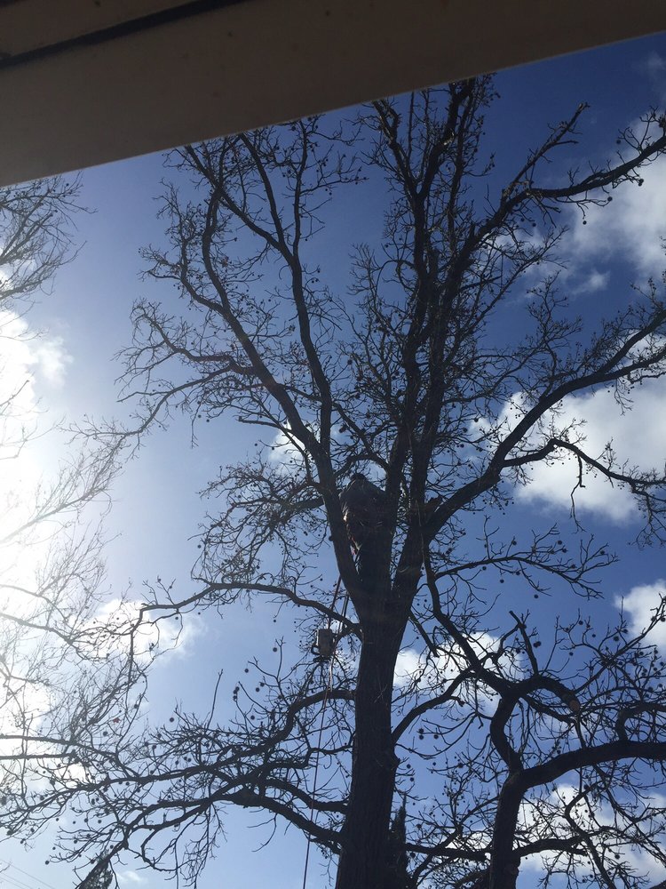 FB Tree Services - tree service in North Highlands, CA