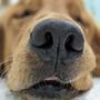 Photo of Willow Animal Hospital