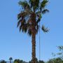 Photo of Arellano’s Tree Service