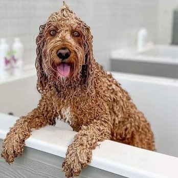 Heights Grooming - Pet Groomers Near Me - Houston, Texas Heights Grooming - Pet Groomers Near Me - Houston, Texas