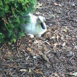 Moody-Longacre Park - Duck with her eggs