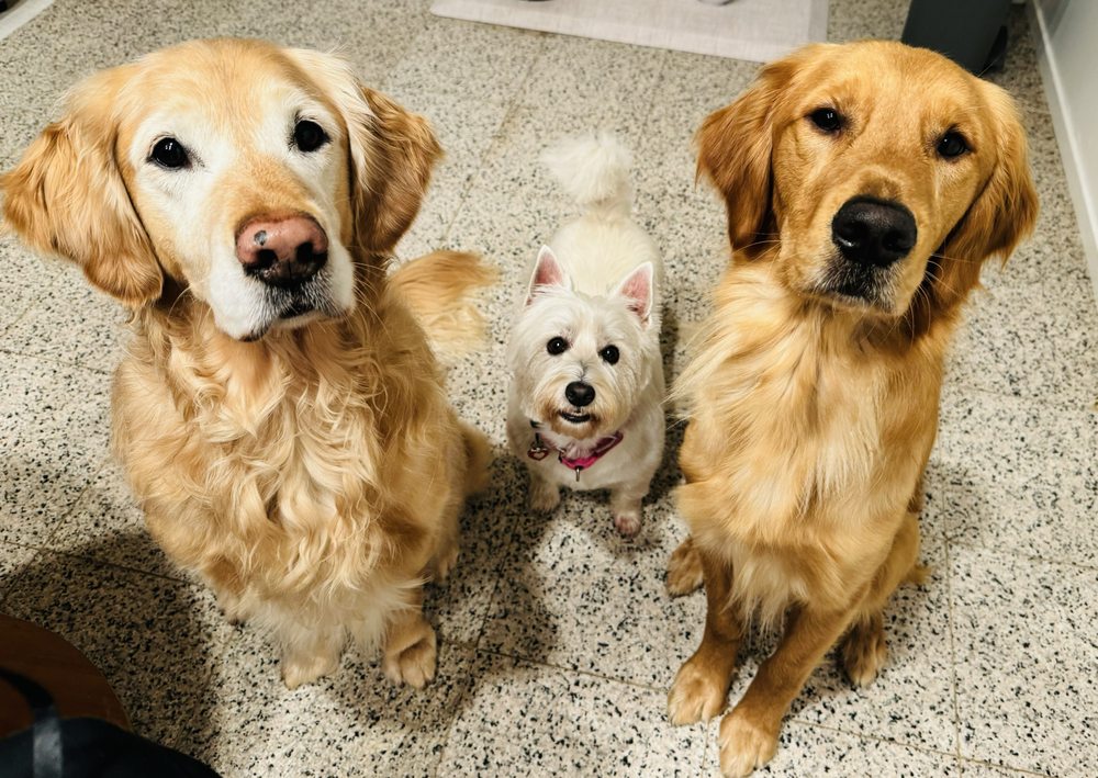 Furry Styles - pet boarding facility in Cambridge, MA
