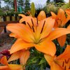 Holly Days Nursery, Garden Center, & Landscaping gift card