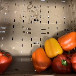 Produce Project - Too many? Donate
