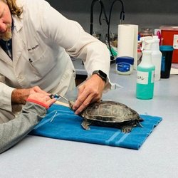 Mountain Vale Clinic/Salt Lake Veterinary Services - untitled