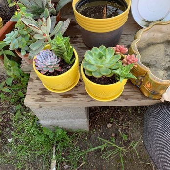 Ricardo's Nursery - My babies - Nurseries & Gardening Near Me - Long Beach, California Ricardo's Nursery - My babies - Nurseries & Gardening Near Me - Long Beach, California