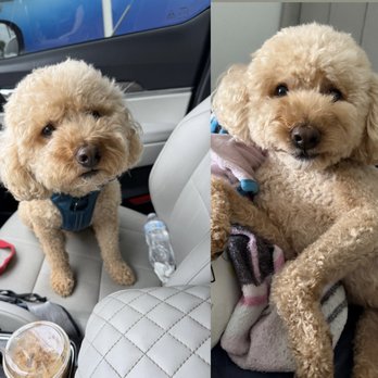 VIP Dog Grooming & Boarding - Left: before groom | Right: after groom, bath and sanitary cut - Pet Groomers Near Me - Stanton, California VIP Dog Grooming & Boarding - Left: before groom | Right: after groom, bath and sanitary cut - Pet Groomers Near Me - Stanton, California