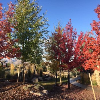J & P Landscaping - Our beautiful Fall colors. Brandon choose these gorgeous trees to brighten our yard! - Landscaping Near Me - Berthoud, Colorado J & P Landscaping - Our beautiful Fall colors. Brandon choose these gorgeous trees to brighten our yard! - Landscaping Near Me - Berthoud, Colorado