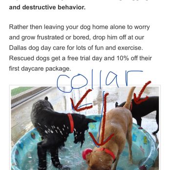 Park Cities Obedience School - Their website featuring 3 dogs wearing collars. My dog was wearing a quick release collar. - Pet Training Near Me - Dallas, Texas Park Cities Obedience School - Their website featuring 3 dogs wearing collars. My dog was wearing a quick release collar. - Pet Training Near Me - Dallas, Texas