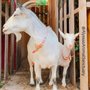 Photo of Alyssa's Animal Sanctuary