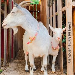 Alyssa's Animal Sanctuary