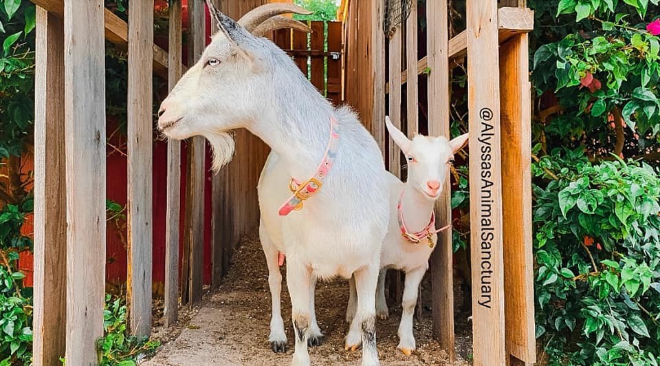 Alyssa's Animal Sanctuary Image