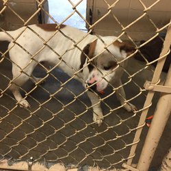 Daphne Animal Shelter - Bassett Pit Mix???