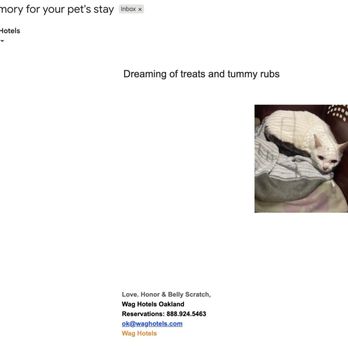 Wag Hotels - Oakland - "dreaming of treats and tummy rubs" - meanwhile, the most miserable cat ever - Pet Sitting Near Me - Oakland, California Wag Hotels - Oakland - "dreaming of treats and tummy rubs" - meanwhile, the most miserable cat ever - Pet Sitting Near Me - Oakland, California