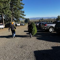 Bigfoot Christmas Trees - Nice day to pick out a tree. They will carry to your vehicle.