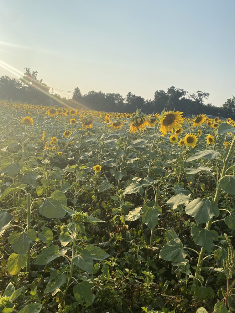 SUNFLOWERS OF LISBON Updated August 2024 11788 Rte 216, Fulton