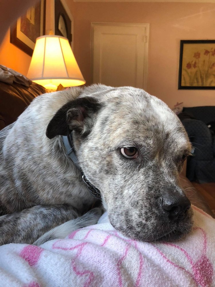 NOVA PACK DOG TRAINING Updated June 2024 14 Photos 2401 N Potomac St, Arlington, Virginia