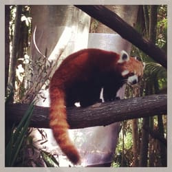 Alma Park Zoo - Red panda