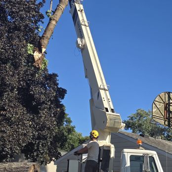 Halls Tree Service - Tree Services Near Me - Grand Rapids, Michigan Halls Tree Service - Tree Services Near Me - Grand Rapids, Michigan