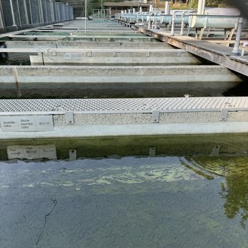 Capilano Salmon Hatchery - Parks Near Me - North Vancouver, British Columbia Capilano Salmon Hatchery - Parks Near Me - North Vancouver, British Columbia