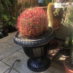 Camacho's Cactus Garden