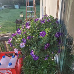 Hanging basket for Mothers Day from Foleys on my mom's porch